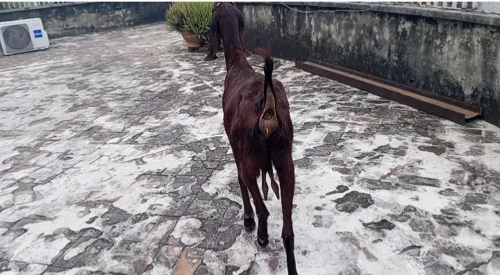 Nagri beetal bakri — photo 4