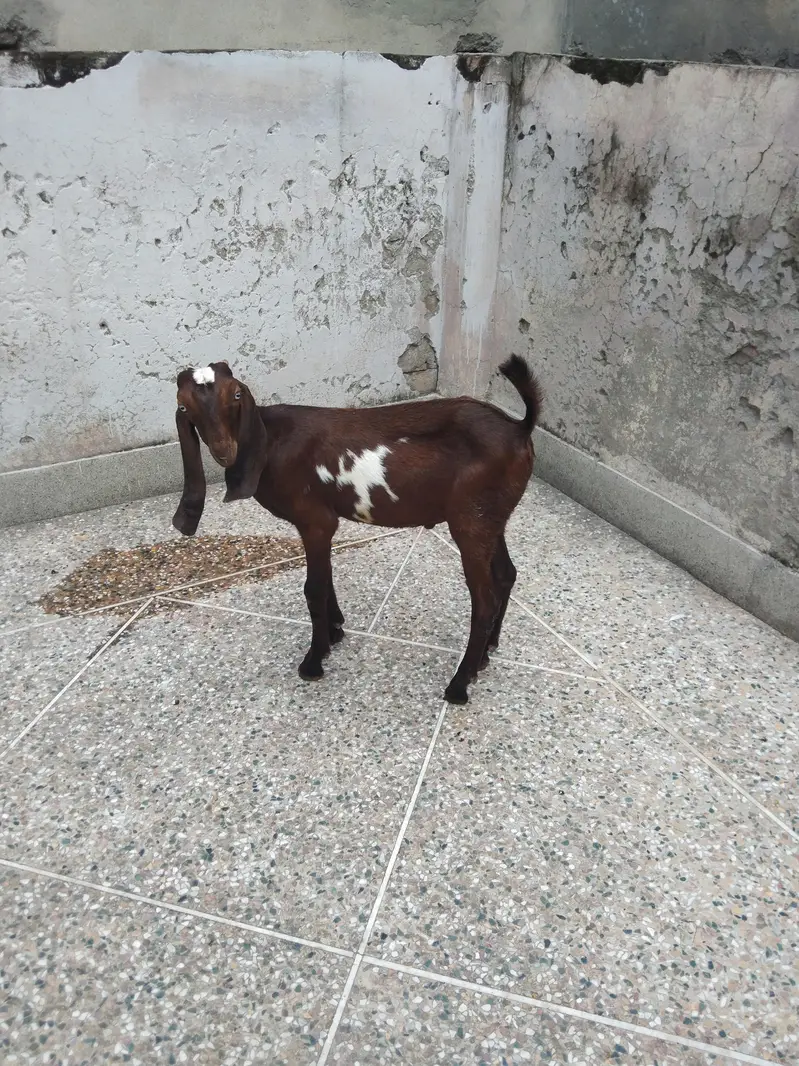 Nagra betal — photo 3