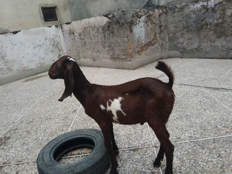 Nagra betal — photo 4