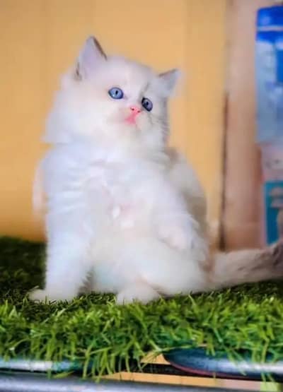 (Persian female kitten) (for sale all) (Pakistan delivery available)