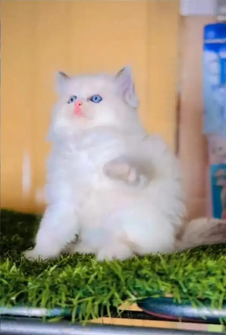 (Persian female kitten) (for sale all) (Pakistan delivery available) — photo 2