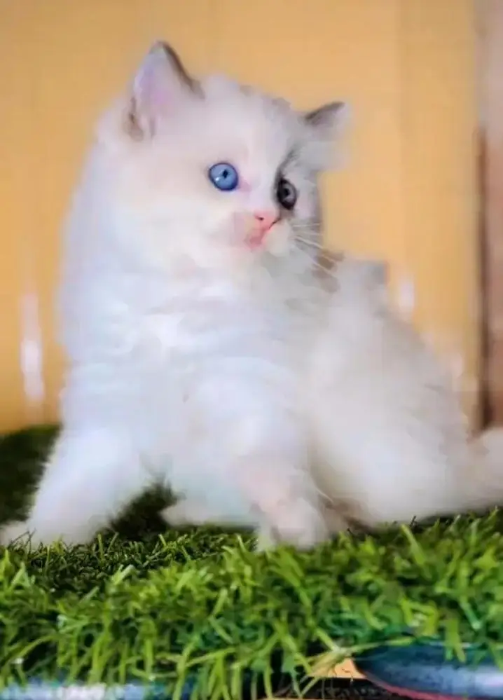 (Persian female kitten) (for sale all) (Pakistan delivery available) — photo 3
