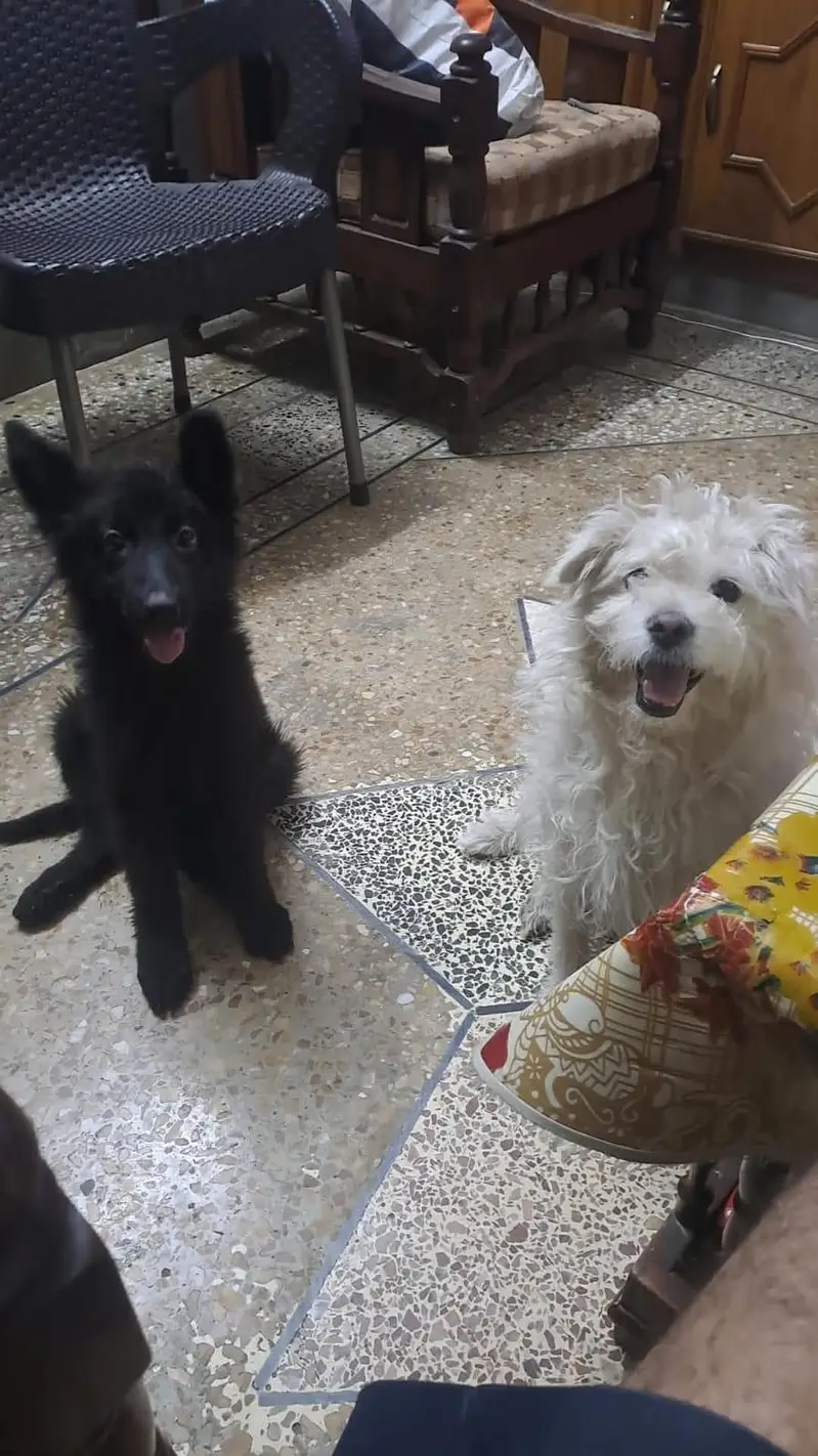 black German shepherd — photo 2