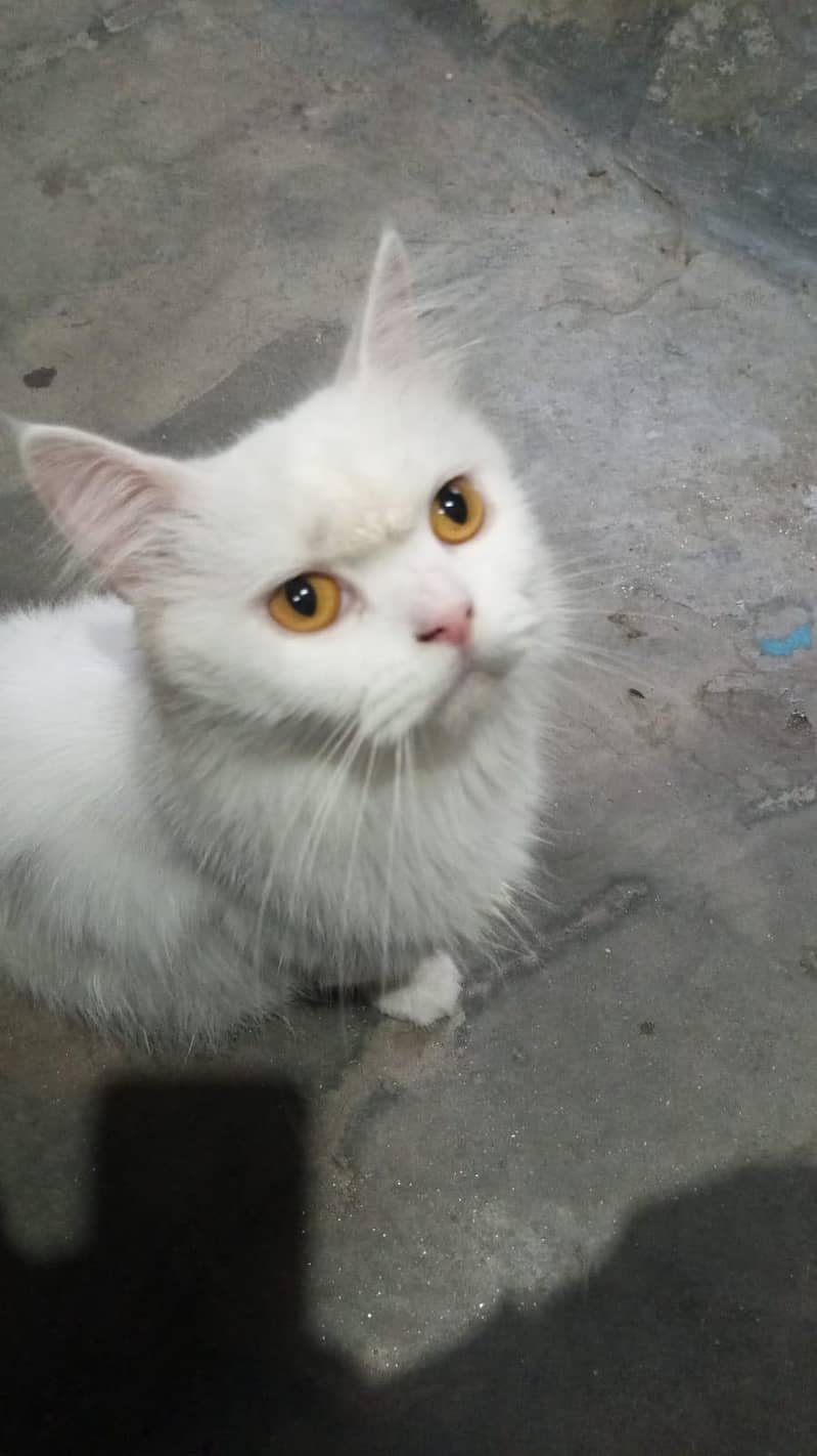 pershion cat 0