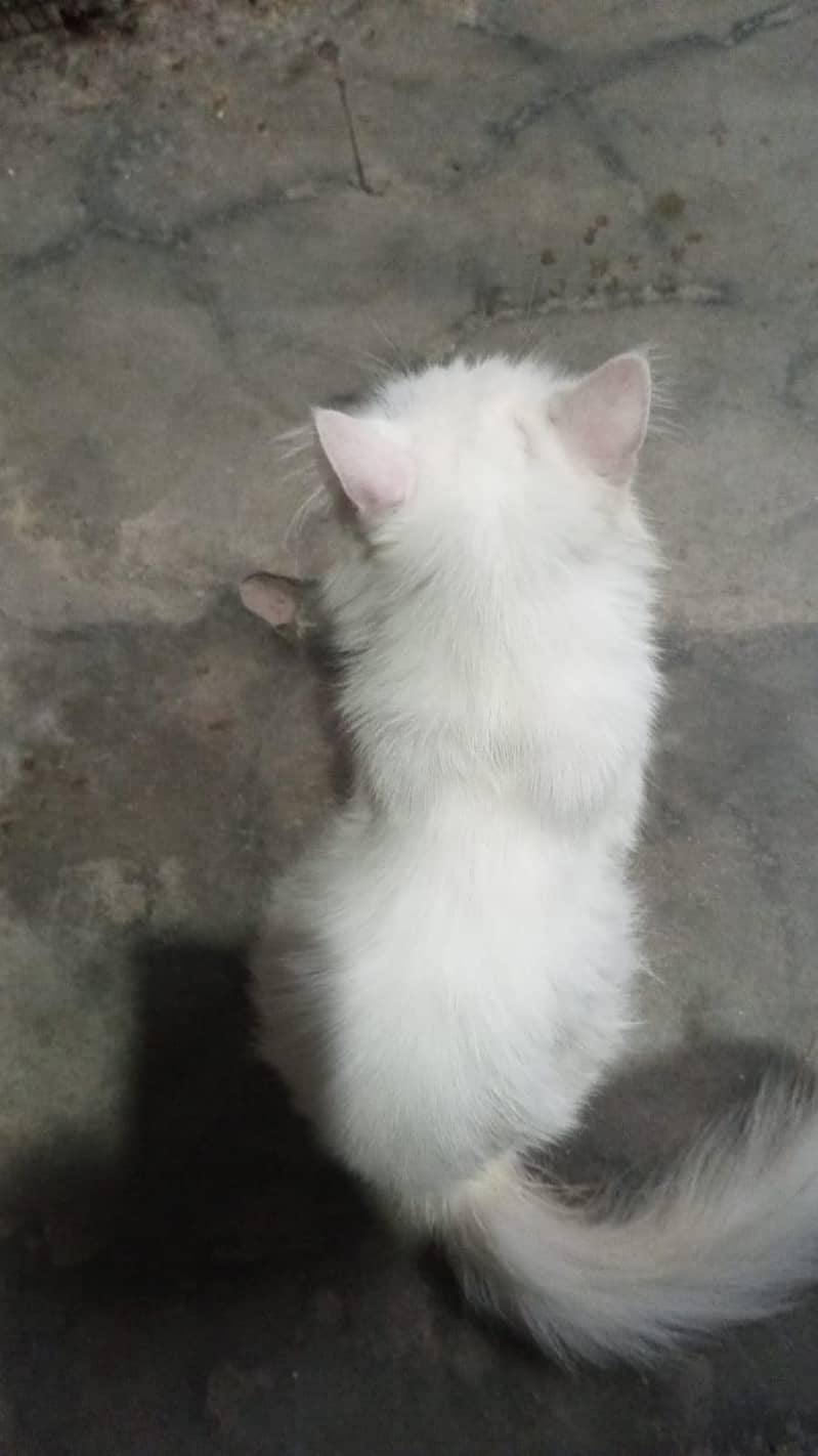 pershion cat 1