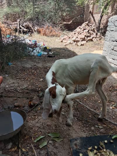 Achi nasal ki khubsorat bakri 7 month