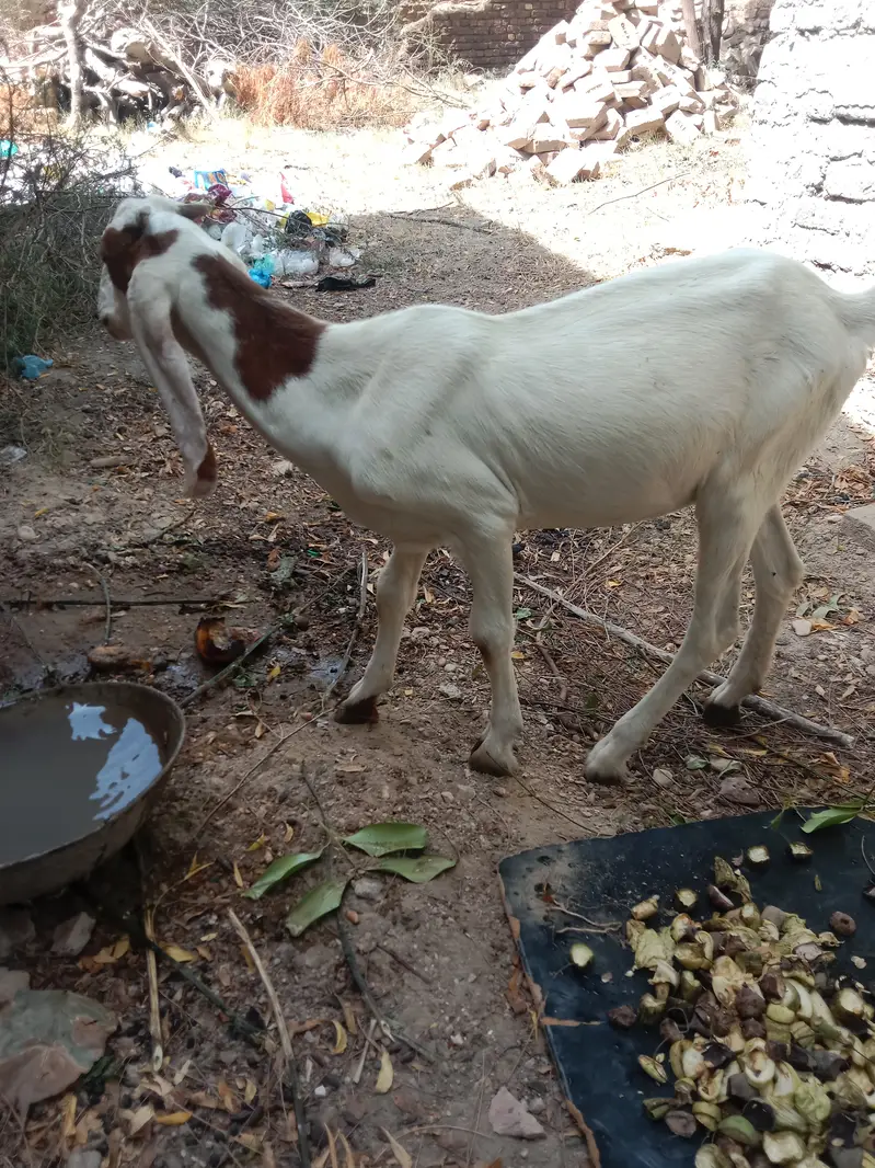 Achi nasal ki khubsorat bakri 7 month — photo 2