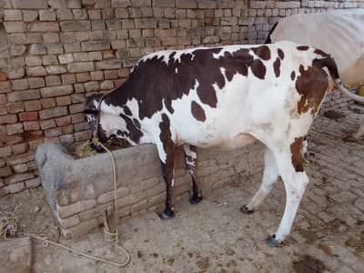 young wehri for sale