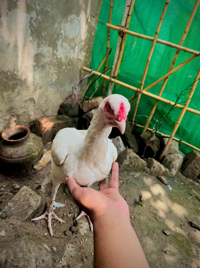 for sell — photo 2