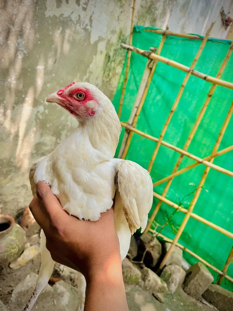 for sell — photo 4