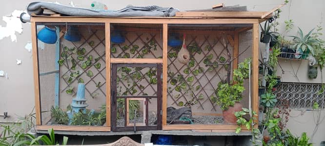 beautiful birds colony