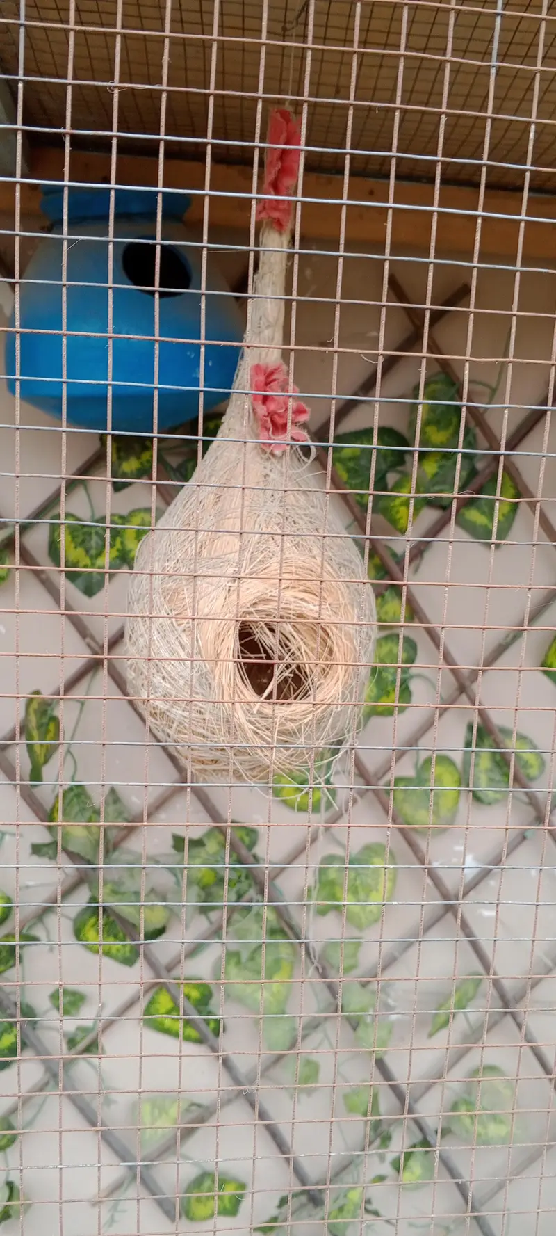 beautiful birds colony — photo 3