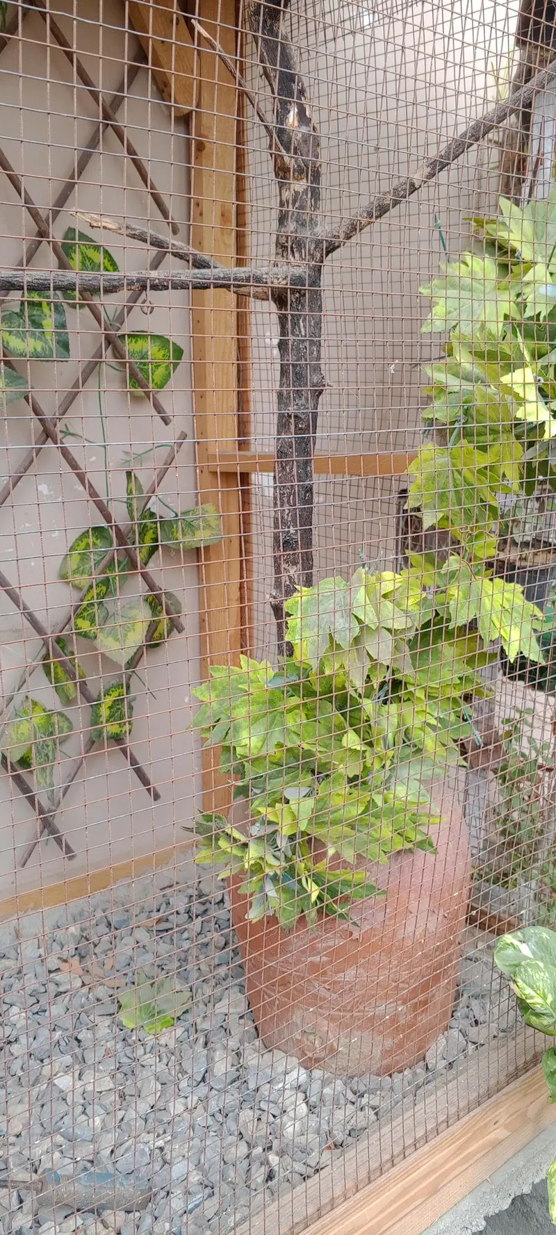 beautiful birds colony — photo 5