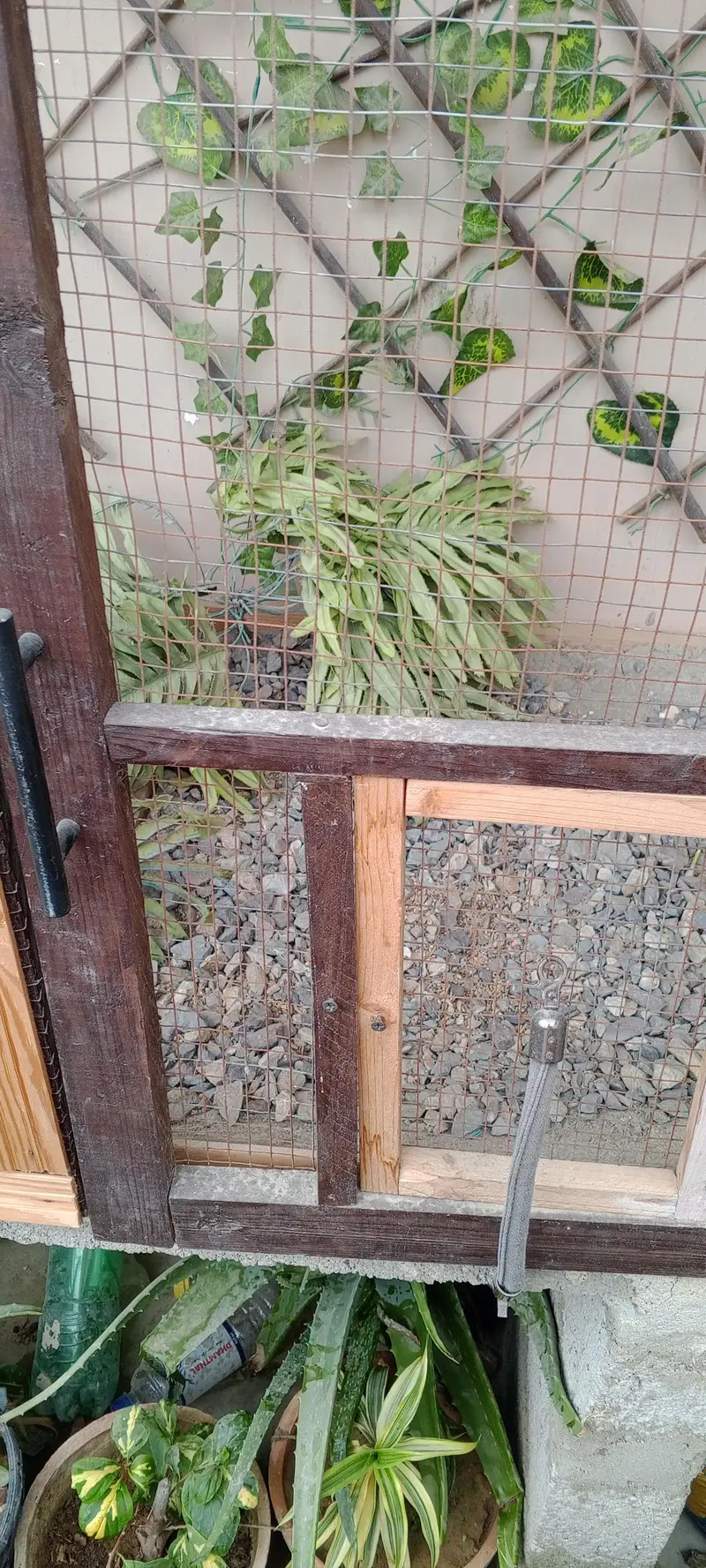 beautiful birds colony — photo 7