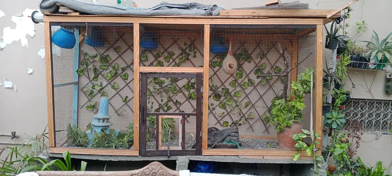 beautiful birds colony — photo 8