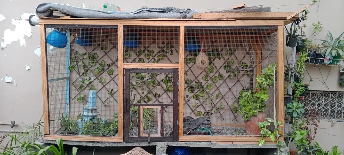 beautiful birds colony — photo 9