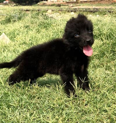 German shepherd Dog | Long Coat Female German Shepherd Dog | GSD