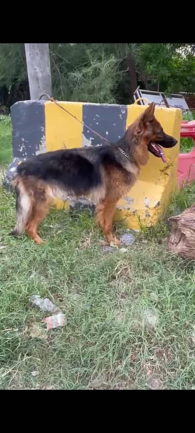 Long coat German shepherd female available