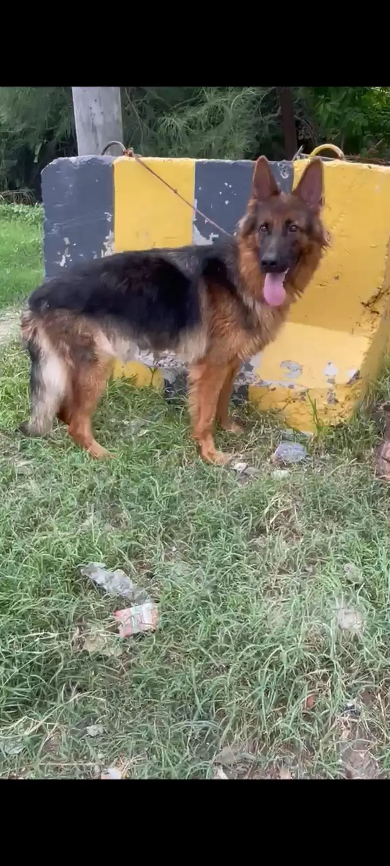 Long coat German shepherd female available — photo 2