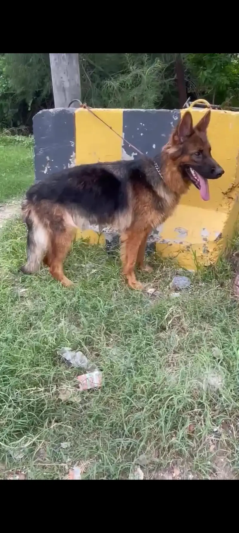 Long coat German shepherd female available — photo 3