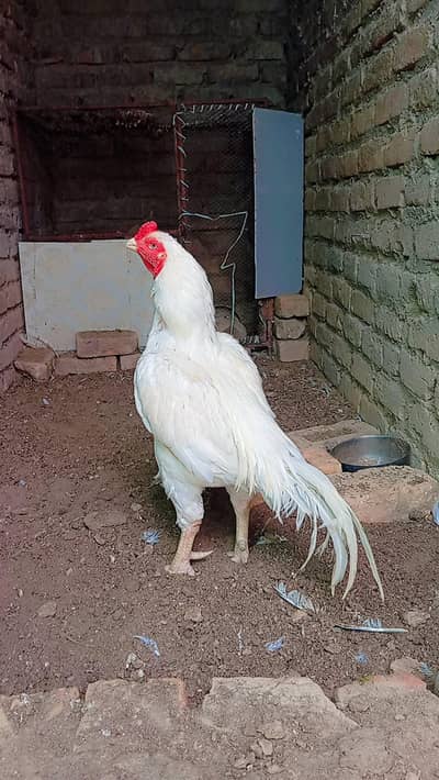 Aseel Heera Murga