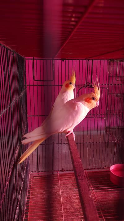 Cockatiel Pairs