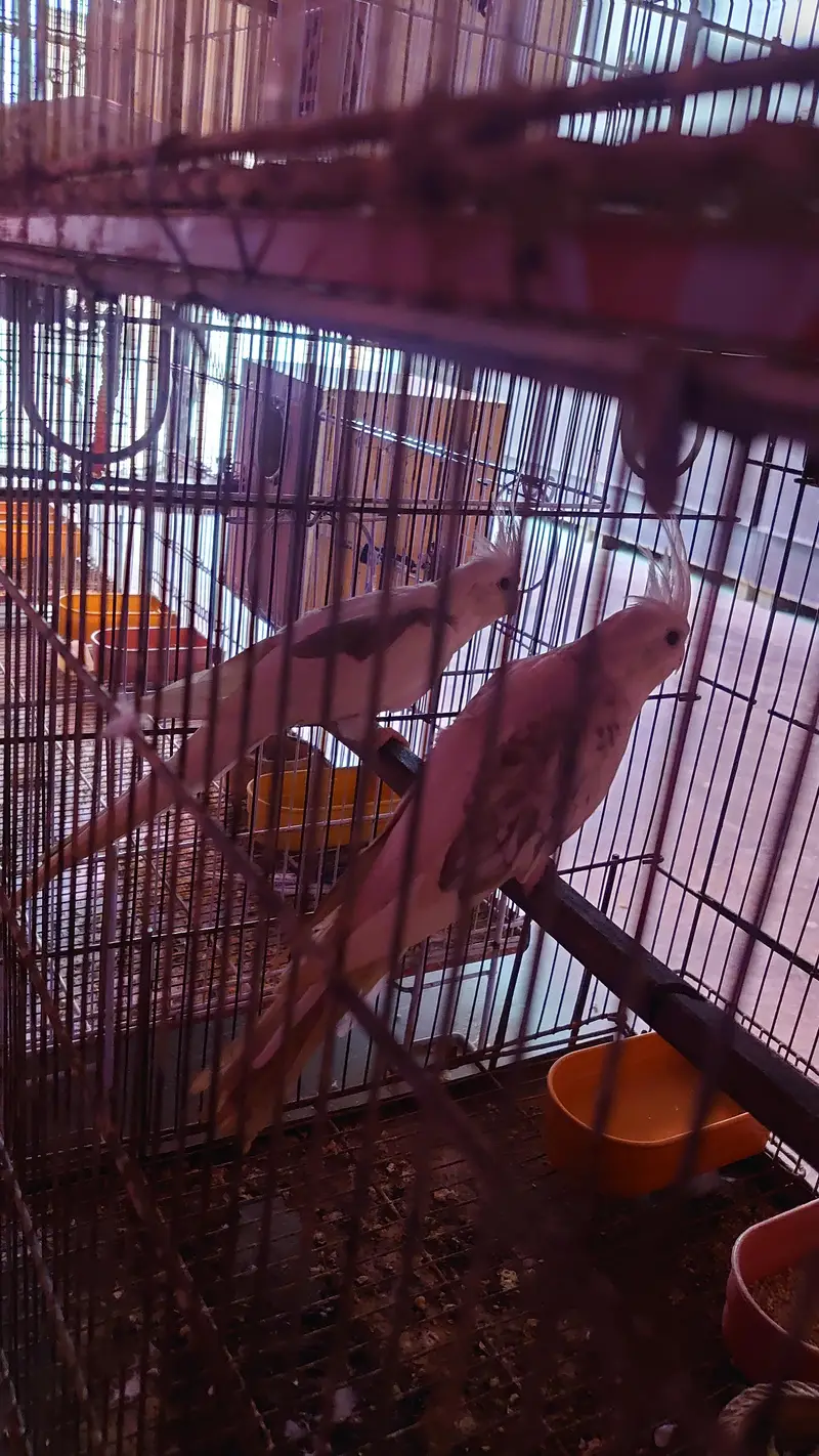 Cockatiel Pairs — photo 2
