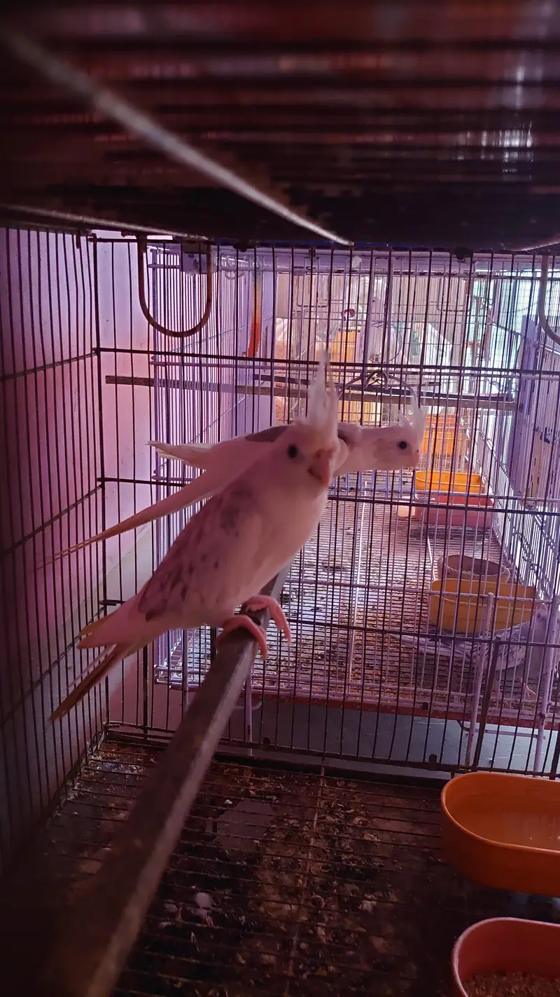 Cockatiel Pairs — photo 3