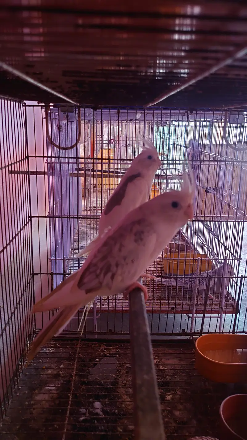 Cockatiel Pairs — photo 4