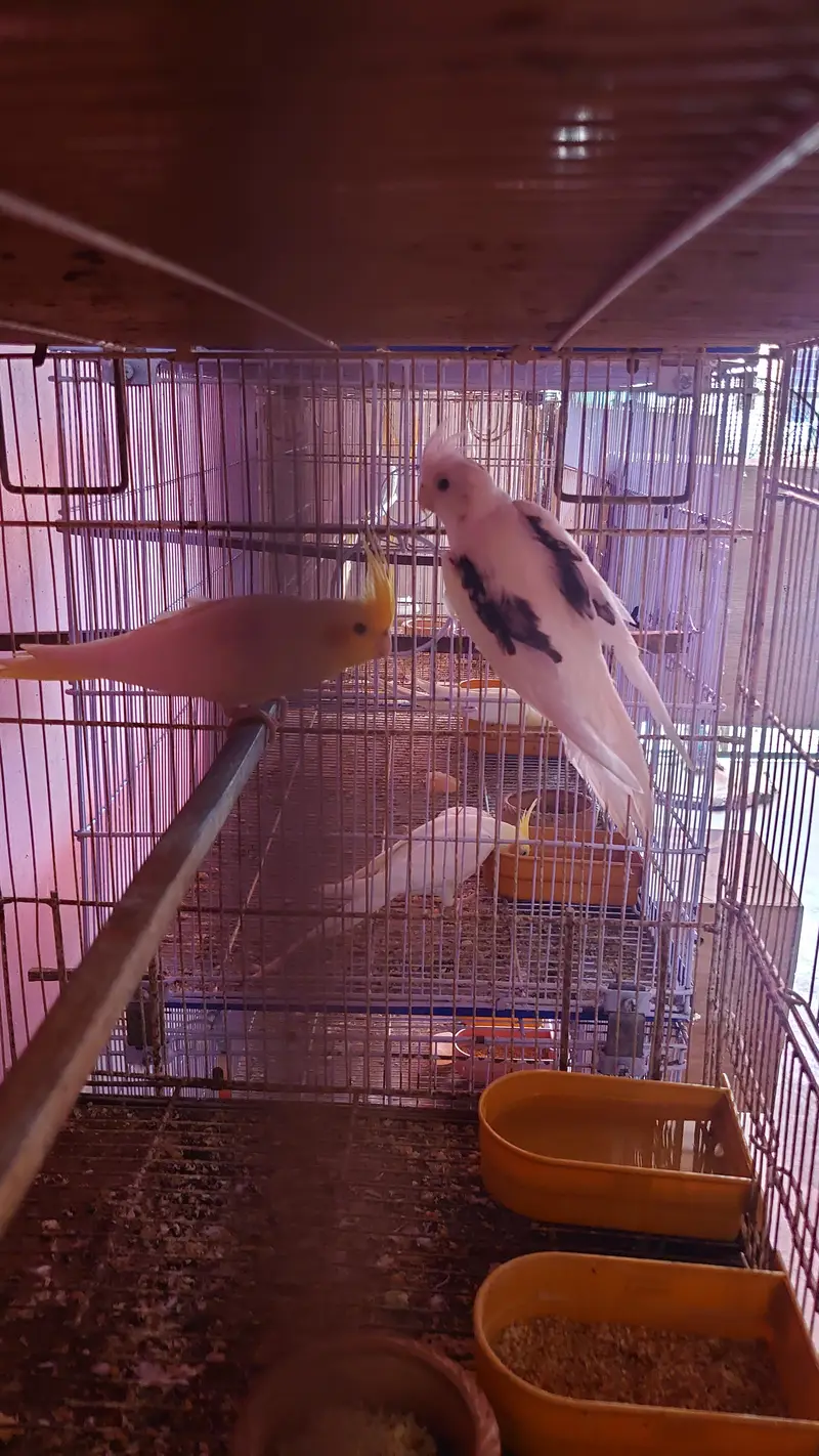 Cockatiel Pairs — photo 5