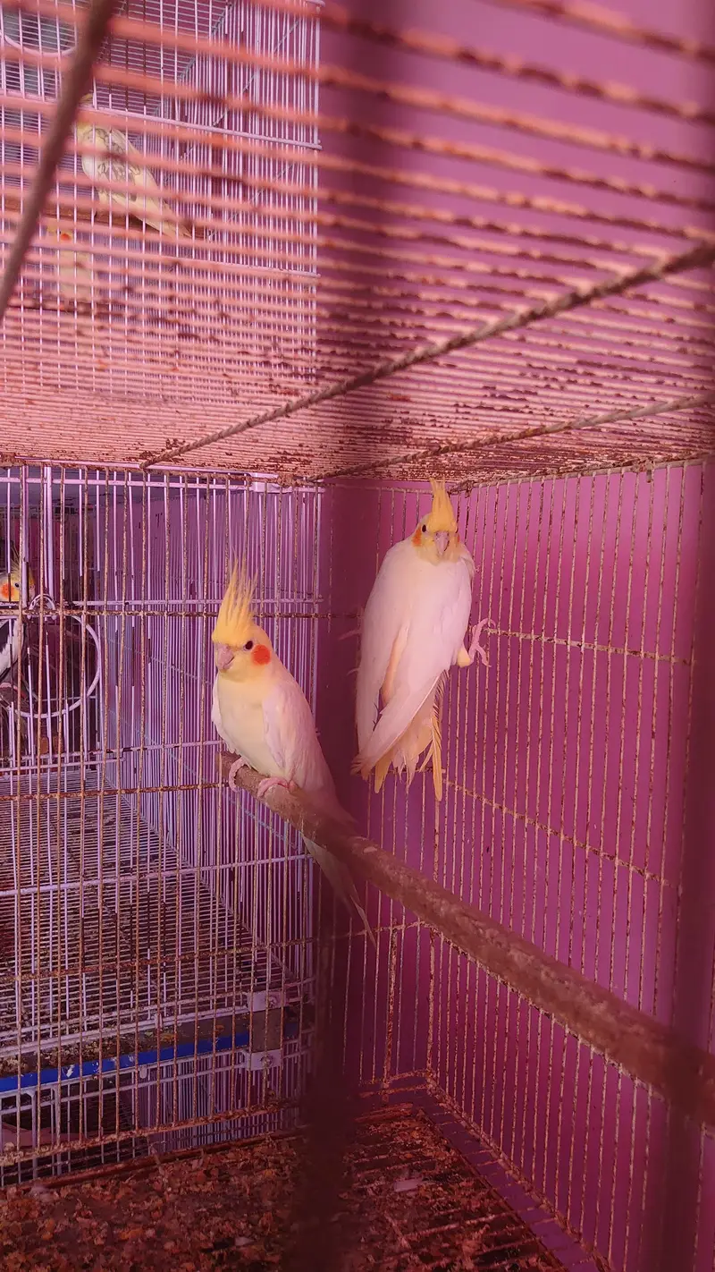 Cockatiel Pairs — photo 6