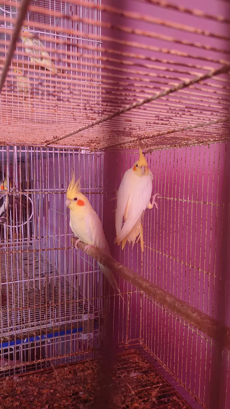 Cockatiel Pairs — photo 7