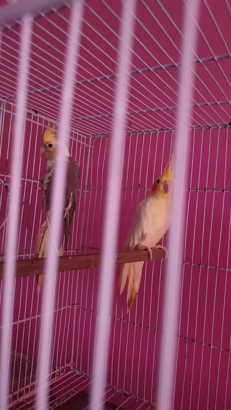 Cockatiel Pairs — photo 8