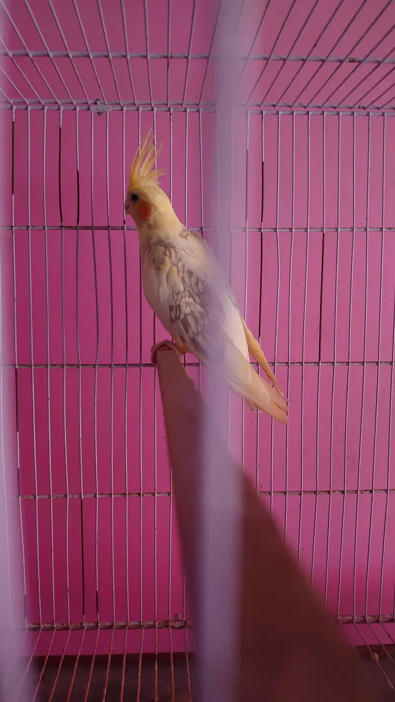 Cockatiel Pairs — photo 9