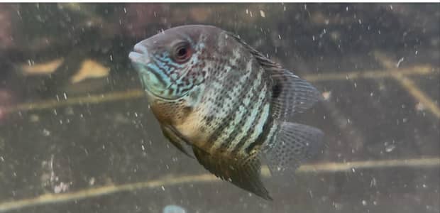 Exotic fishes for sale