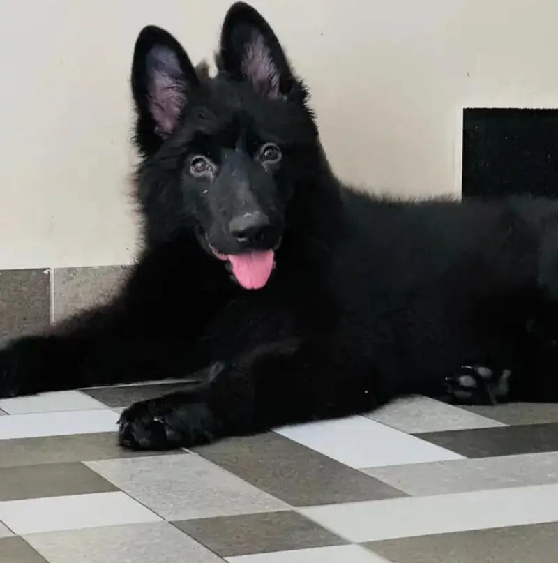 black German shepherd — photo 3