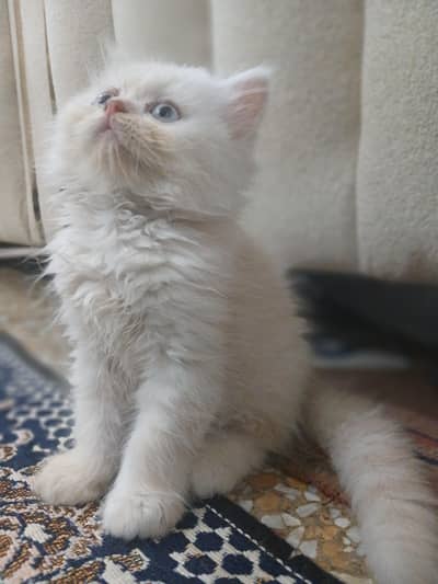 Persian kittens