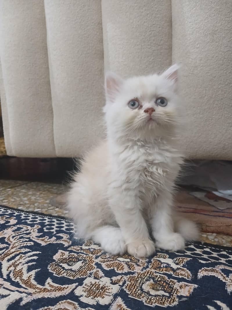 Persian kittens 1