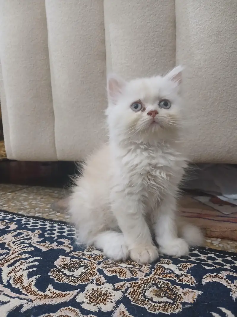 Persian kittens — photo 2