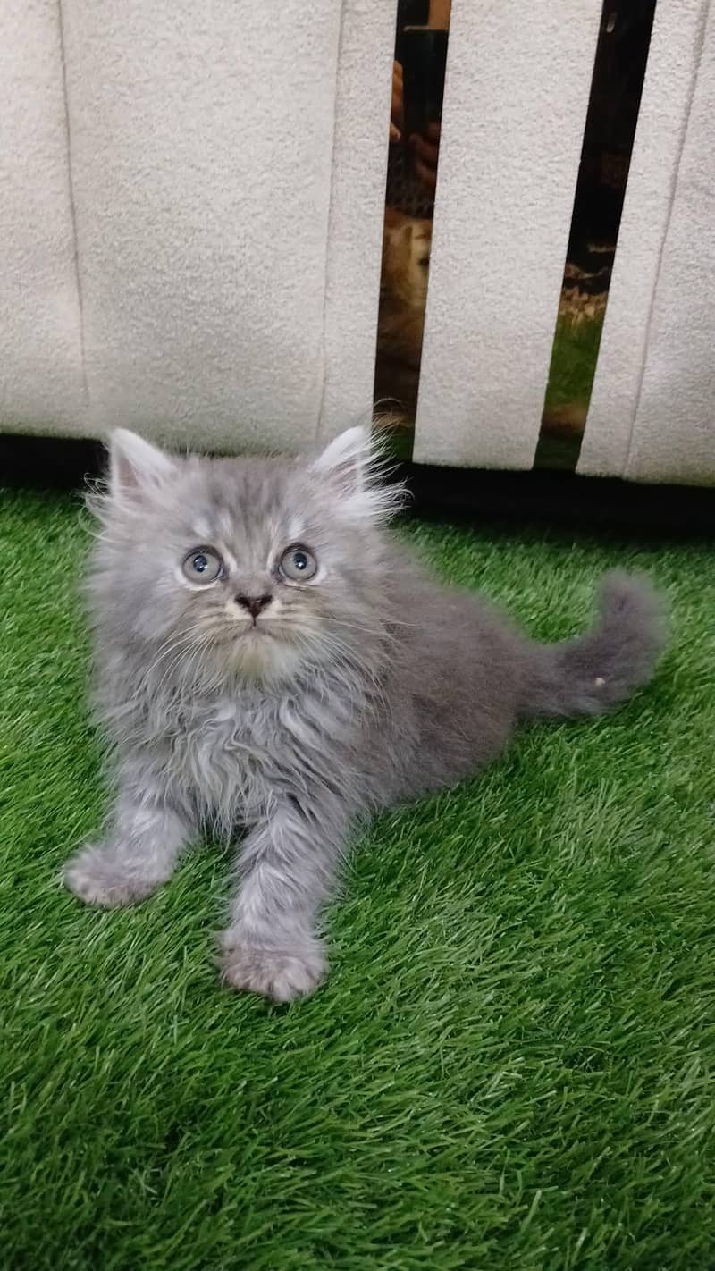 Persian kittens 2