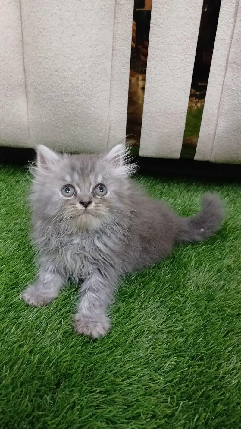 Persian kittens — photo 3