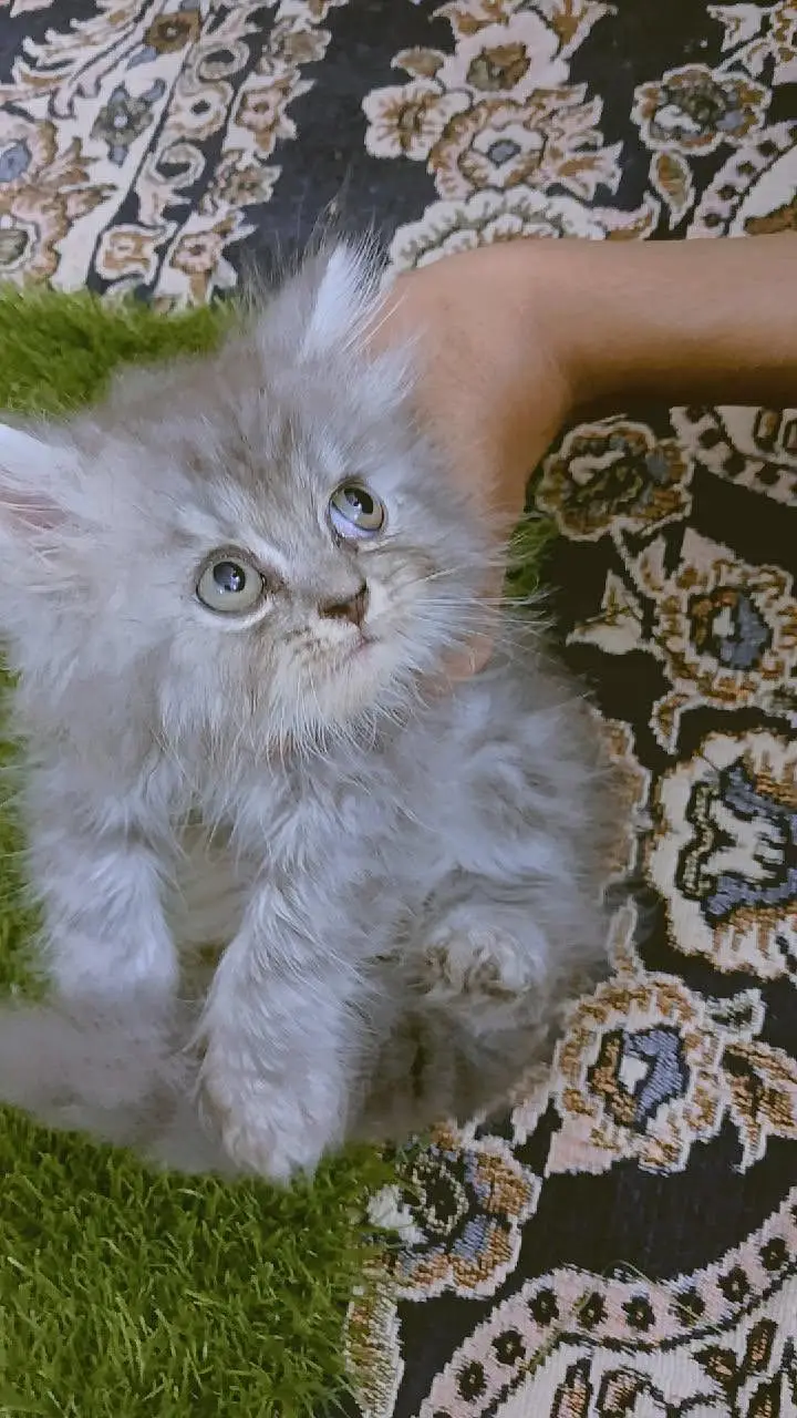 Persian kittens — photo 4