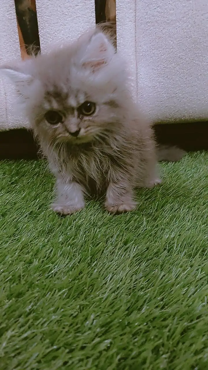 Persian kittens — photo 5