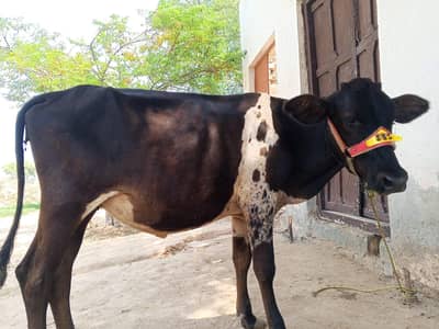 Cow teyar