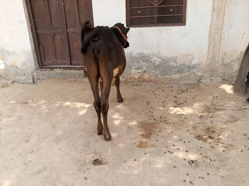 Cow teyar — photo 2