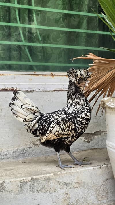 Fancy hens