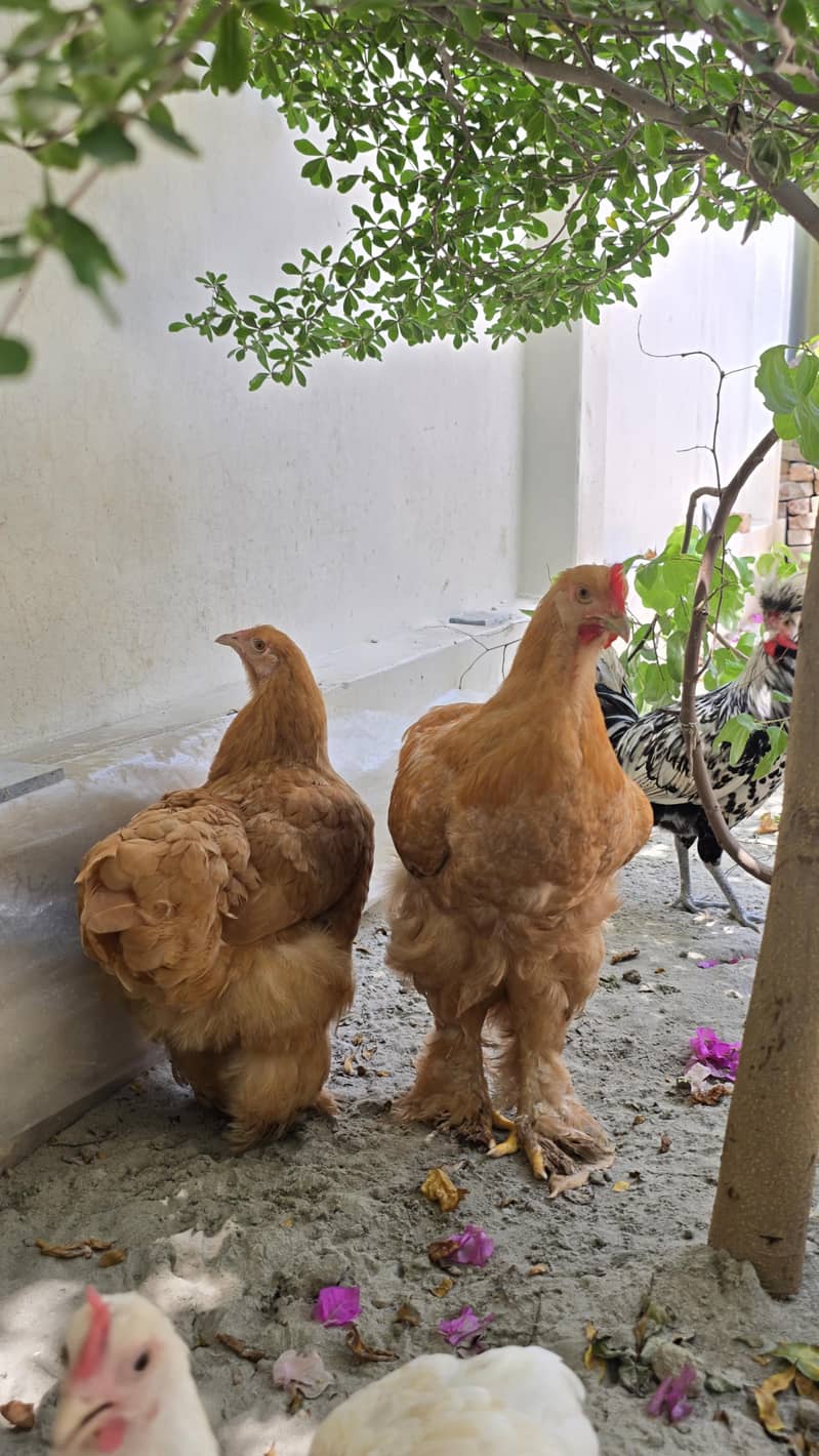 Fancy hens 1