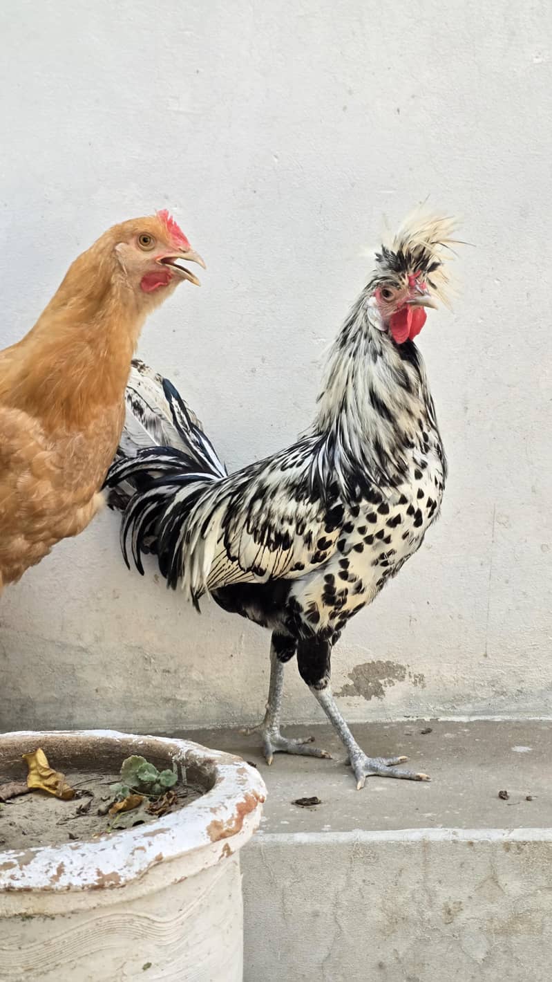 Fancy hens 2
