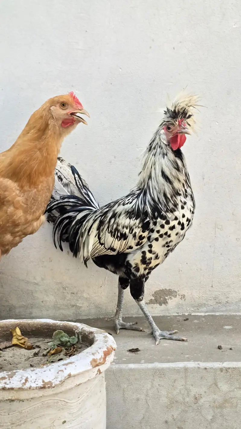 Fancy hens — photo 3