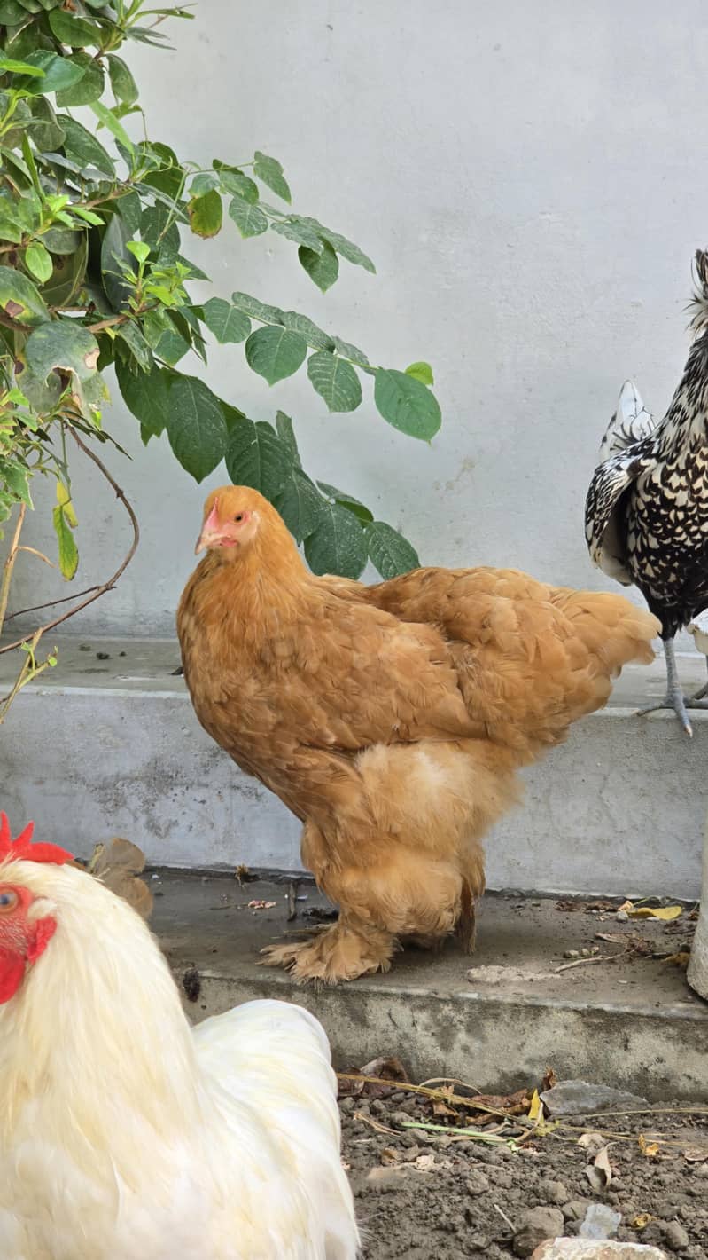 Fancy hens 3